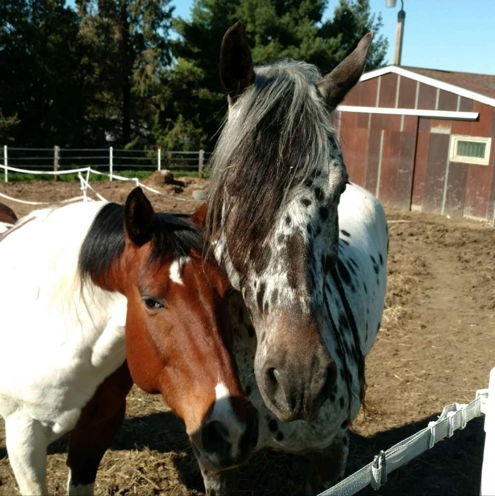 Horse stuff for sale!